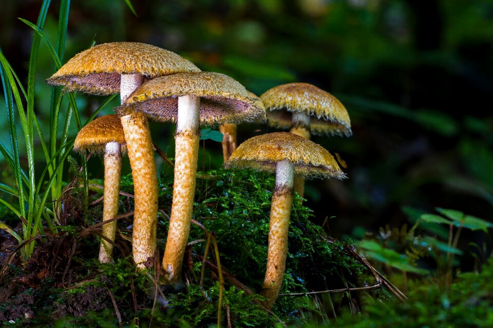 Autumn mushrooms autumn mushrooms