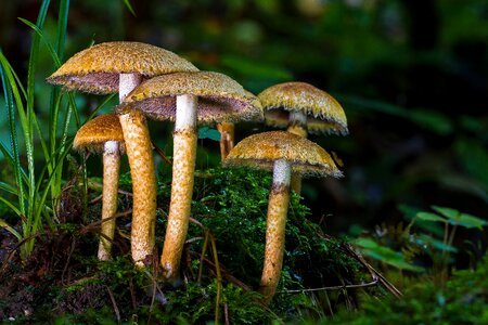 Autumn mushrooms autumn mushrooms