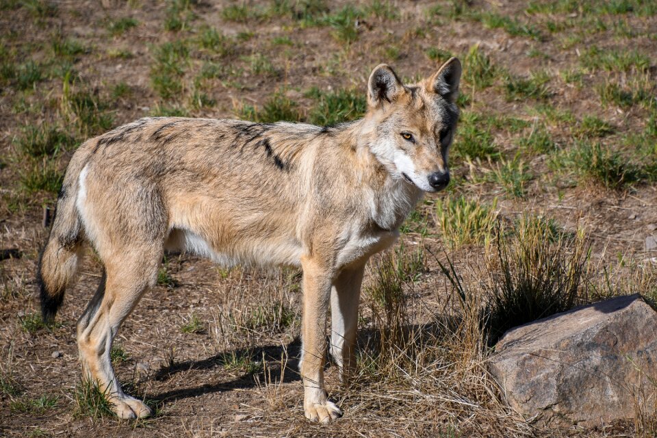 Nature animal wild