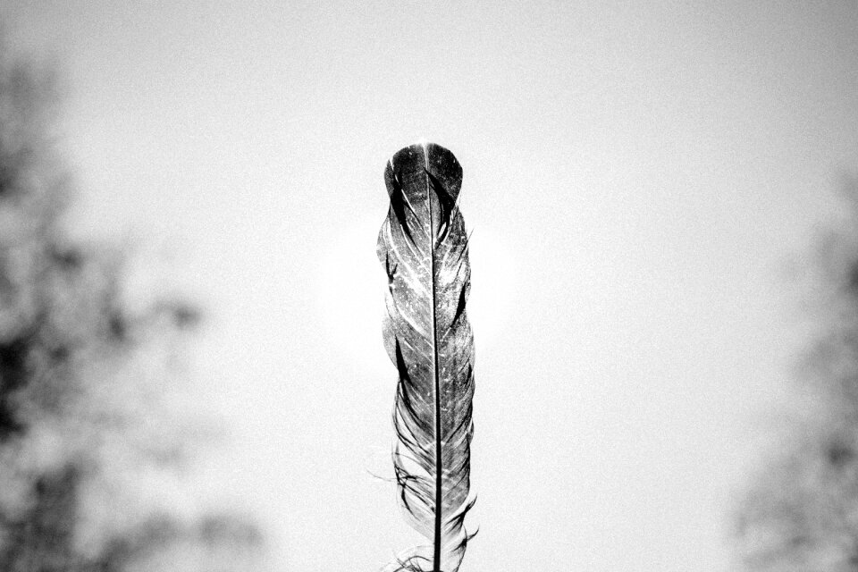 Animal feather black and white
