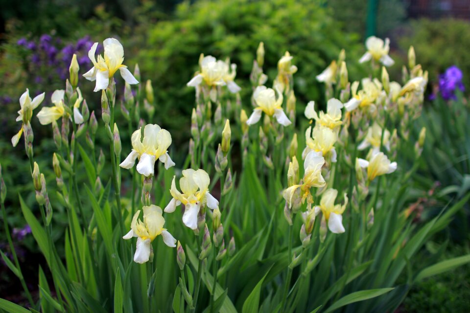 Garden flowers summer garden