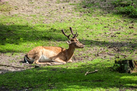 Animal world grass sand