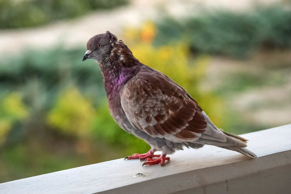 Animal outdoors fauna