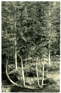 11559-Geyer-1910-Harfenfichte am Greifenstein-Brück & Sohn Kunstverlag