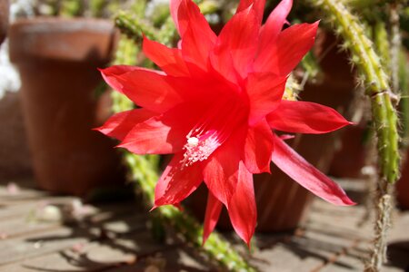 Blossom bloom cactus flowers