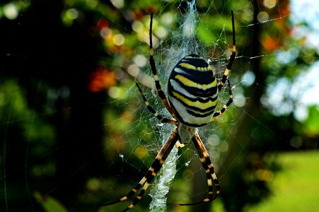 Insect striped nature