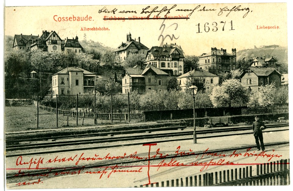 07242-Cossebaude-1906-Eichberg während der Baumblut-Brück & Sohn Kunstverlag