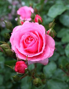 Rose bloom blossom bloom