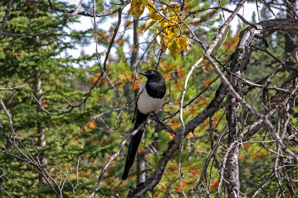 Bird animal world season