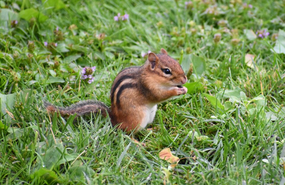 Animal chipmunk eating green eating