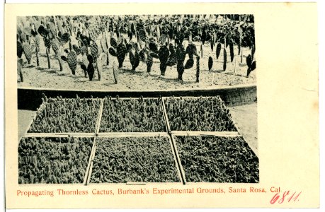 06811-Santa Rosa-1905-Propagating Thornless Cactus, Burbanks Exp. Grounds-Brück & Sohn Kunstverlag