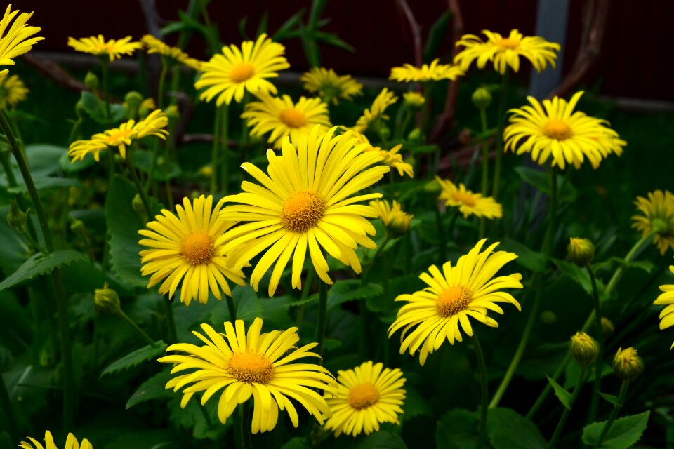 Summer daisy sun