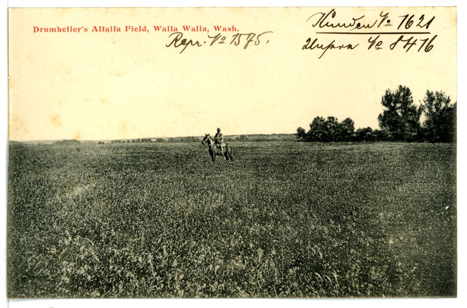 08416-Walla Walla-1906-Drumhellers Alfalfa Field-Brück & Sohn Kunstverlag