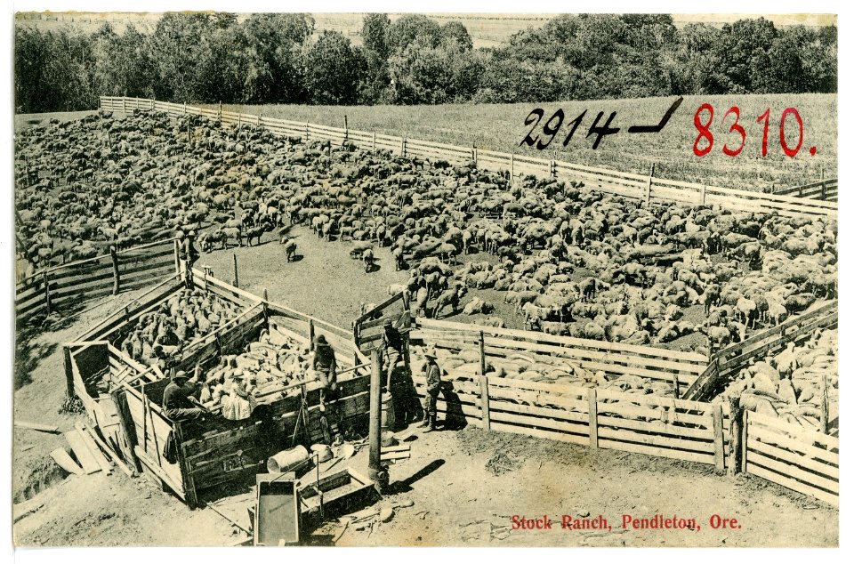 08310-Pendleton, Ore.-1906-Stock Ranch-Brück & Sohn Kunstverlag