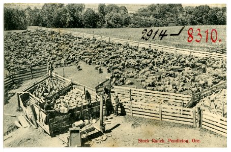 08310-Pendleton, Ore.-1906-Stock Ranch-Brück & Sohn Kunstverlag