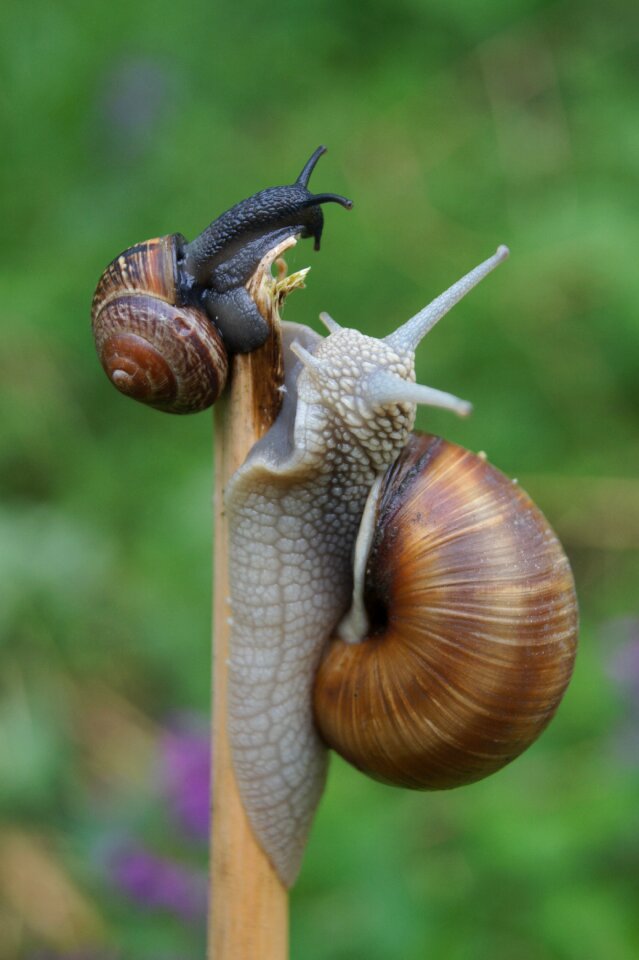 Bauchfuesser slimy shellfish