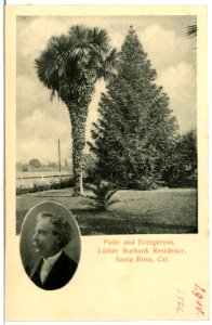 06866-Santa Rosa-1905-Palm and Evergreens, Luther Burbank Residence-Brück & Sohn Kunstverlag