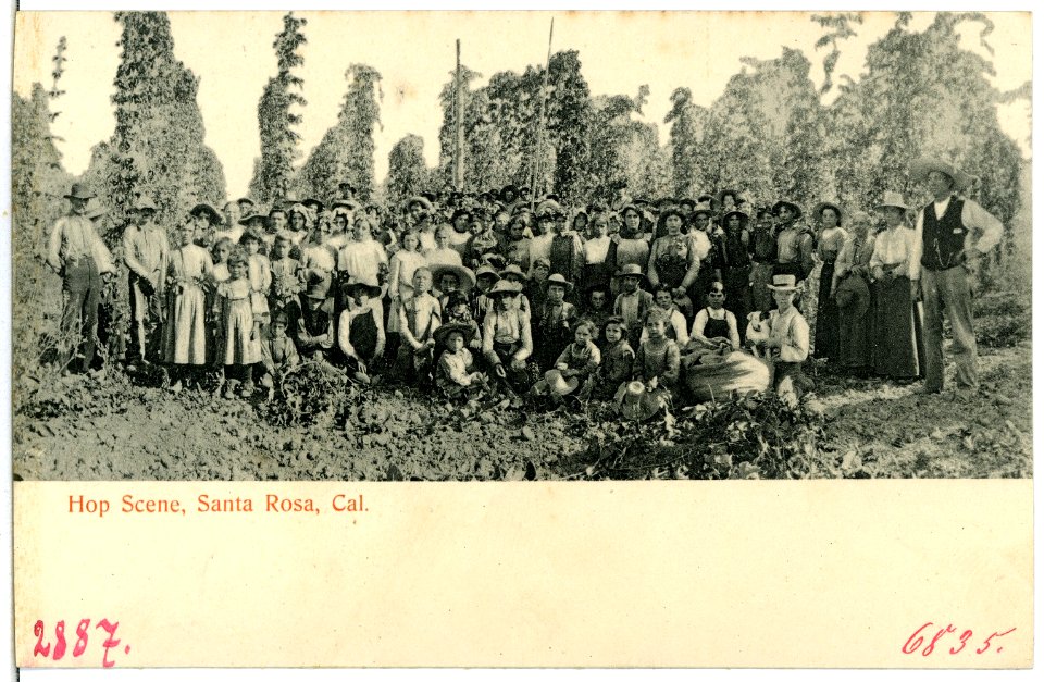 06835-Santa Rosa-1905-Hop Scene-Brück & Sohn Kunstverlag