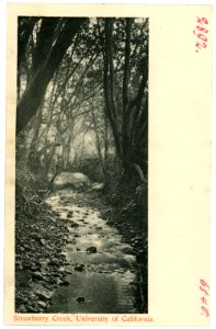06840-Kalifornien-1905-Strawberry Creek, University of California-Brück & Sohn Kunstverlag photo