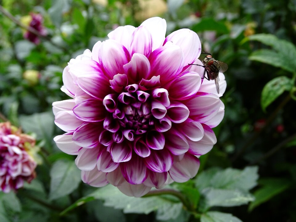 Garden plant dahlia garden white-pink