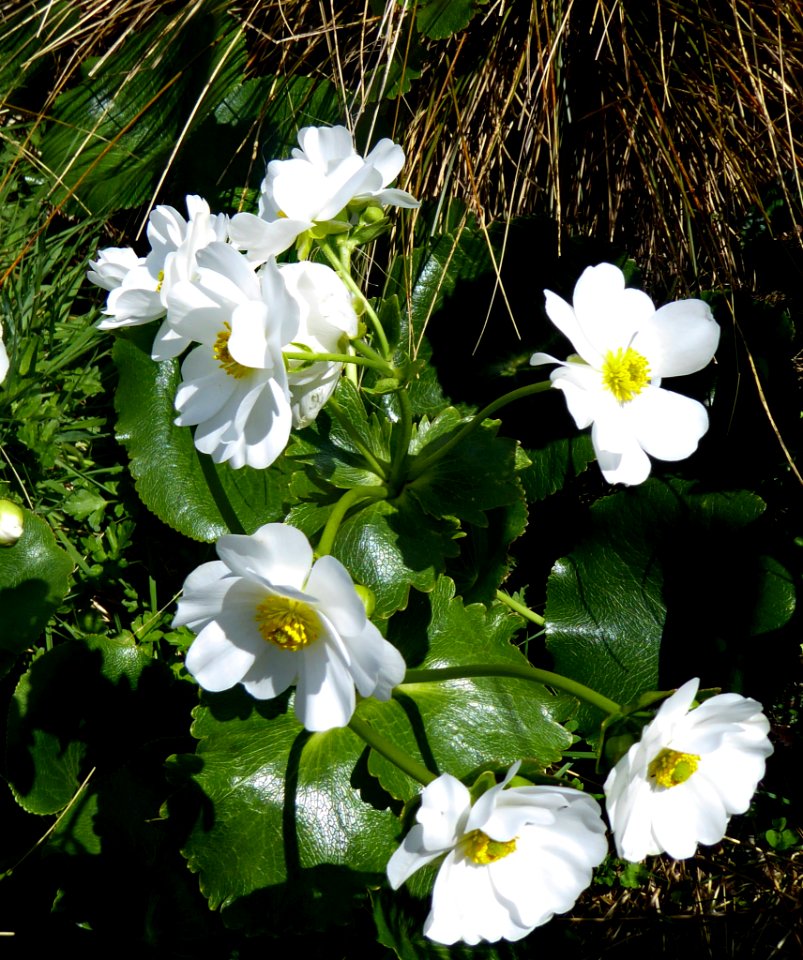 Ranunculus lyallii by Peter de Lange