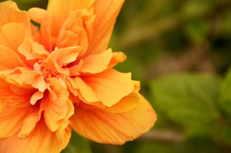 Warm colors flower fixed focus