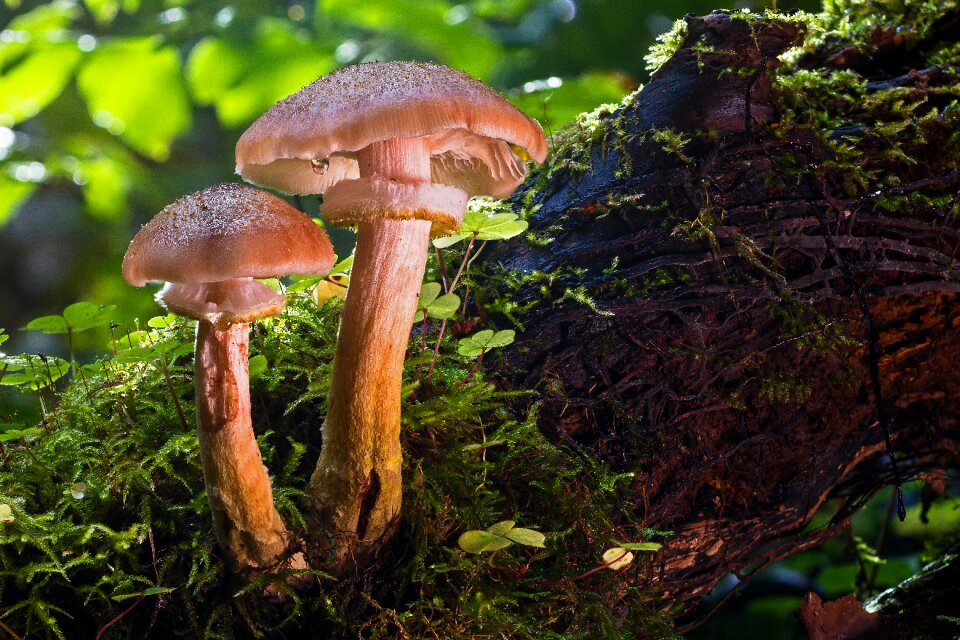 Lamellar mushroom picking autumn