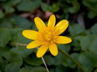 Ranunculus ficaria, Fox Chapel, 2015-04-18, 02