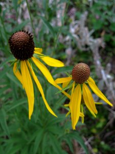 Ratibida pinnata, 2020-07-17, Beechview, 02