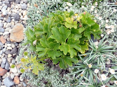 Ranunculus nivicola 61116618