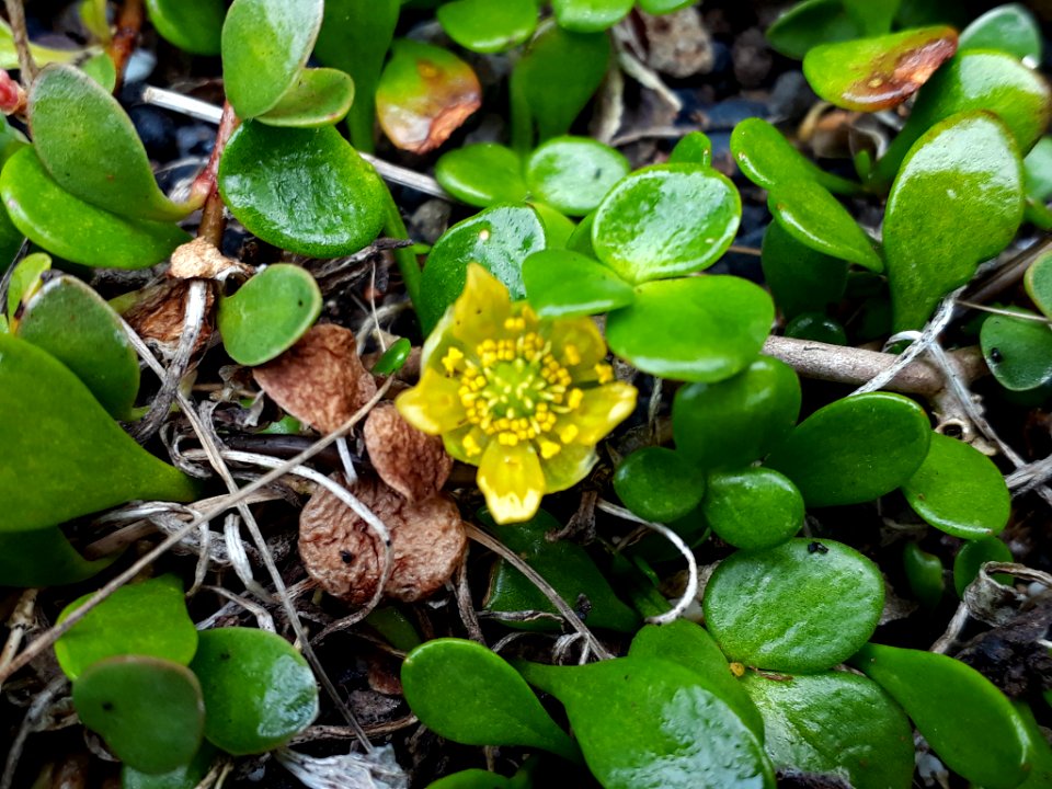 Ranunculus acaulis2 by Peter de Lange
