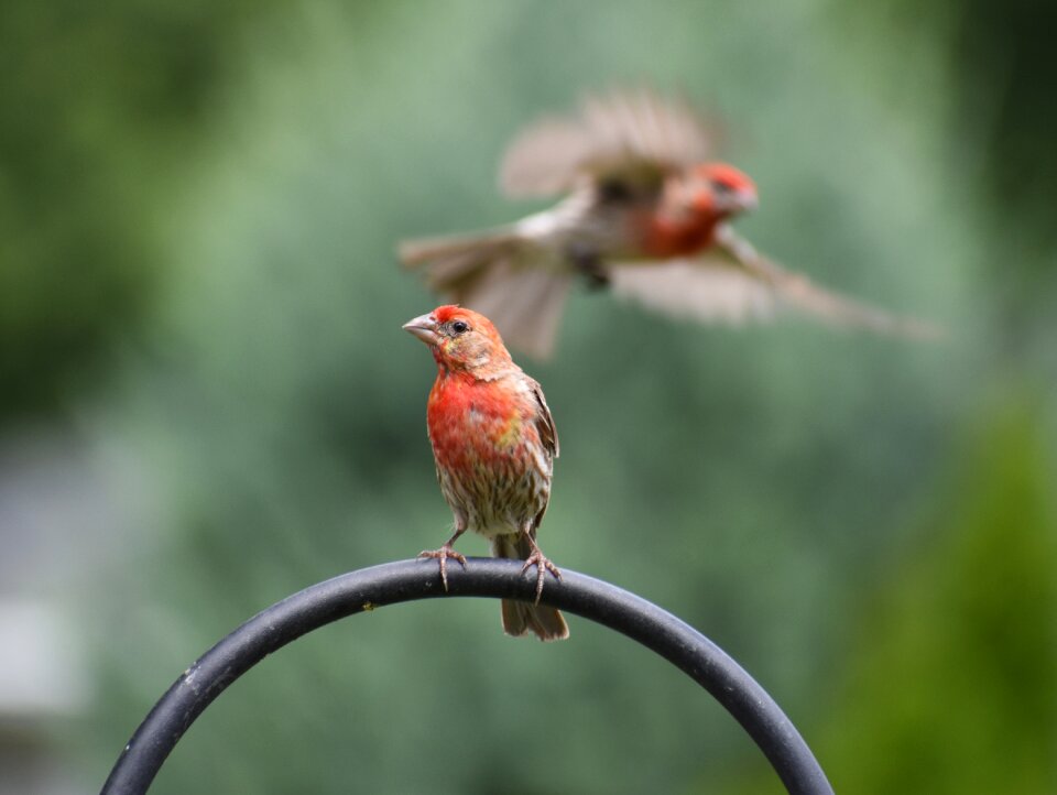Sparrows bird nature