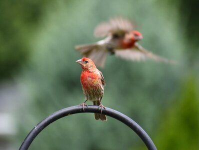 Sparrows bird nature photo