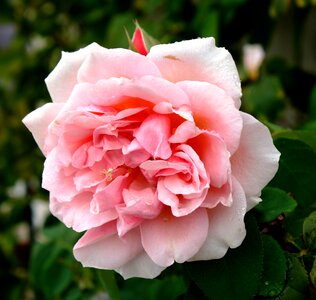 Pink spider flowers photo