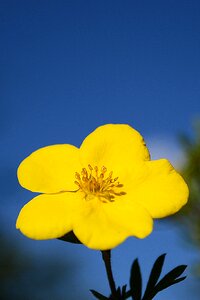 Plant petals stamens