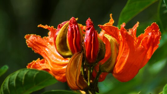 Bali flower nature