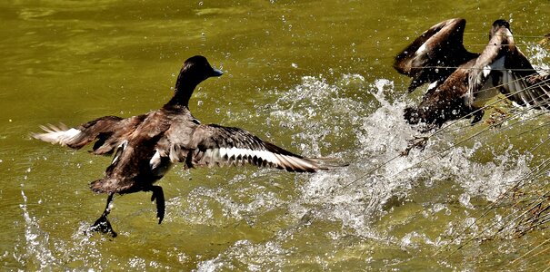 Water bird nature plumage