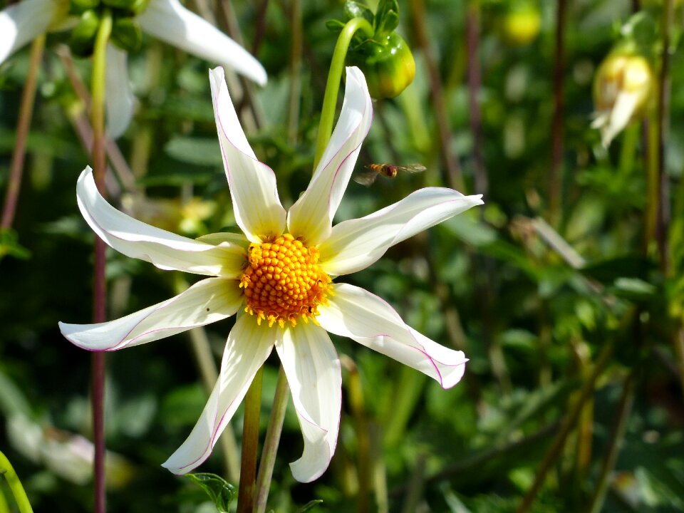 Green summer plant