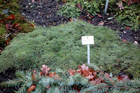 Raoulia tenuicaulis - Botanischer Garten, Dresden, Germany - DSC08405