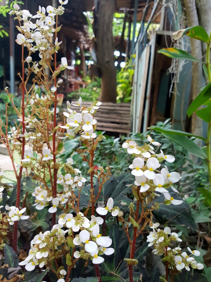 Ratchaburi candle house - 2017-04-16 (021)