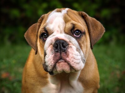 Cute portrait puppy