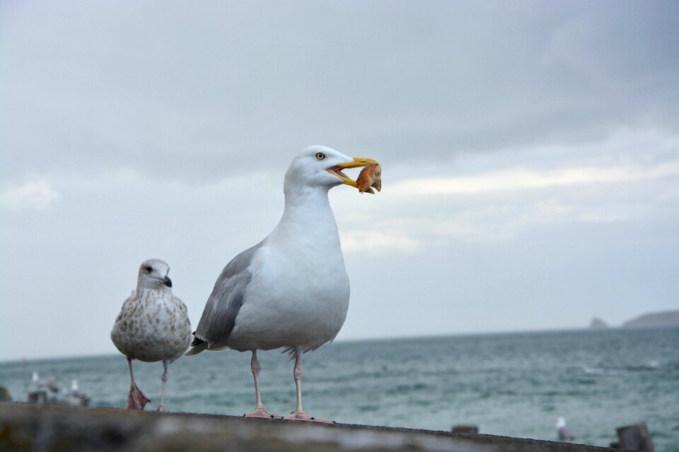 Eat bread wind summer