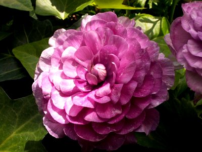 Ranunculus ‘purple,’ Phipps Conservatory, 2015-03-30