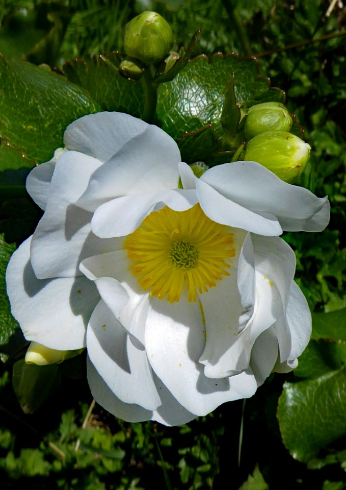 Ranunculus lyallii2 by Peter de Lange