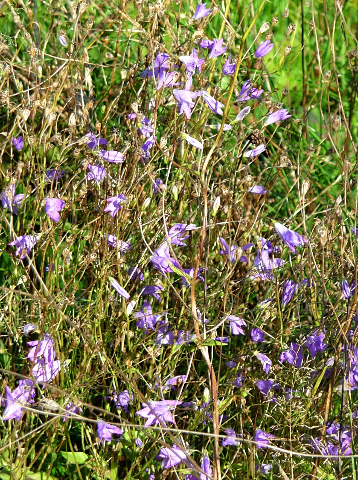 Rapunzel-Glockenblume