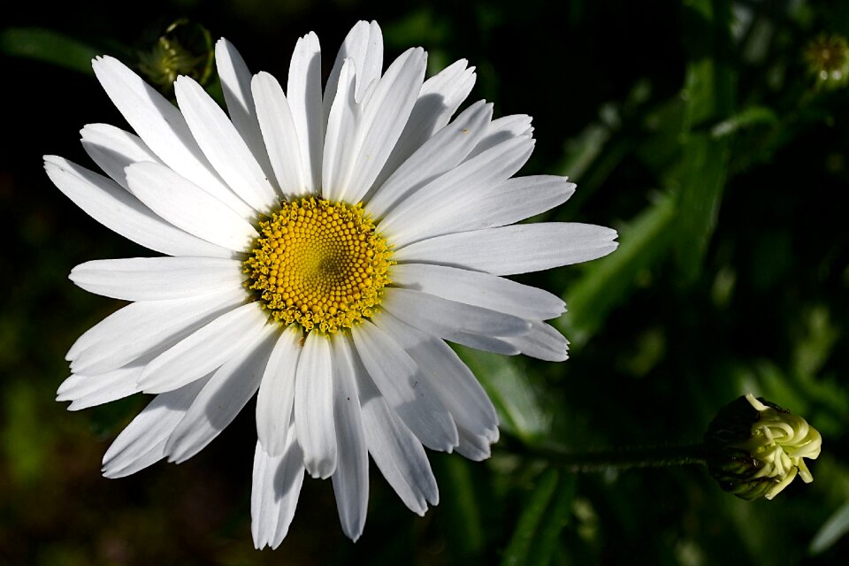 Flower summer daisy