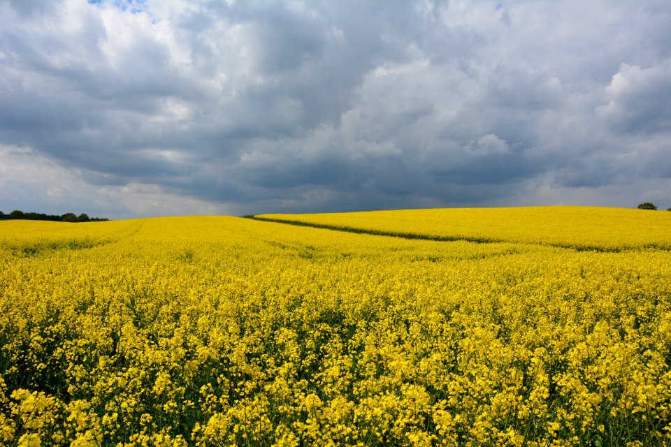 Rapsfeld bei Langebrück