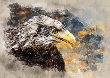 Raptor bird of prey close