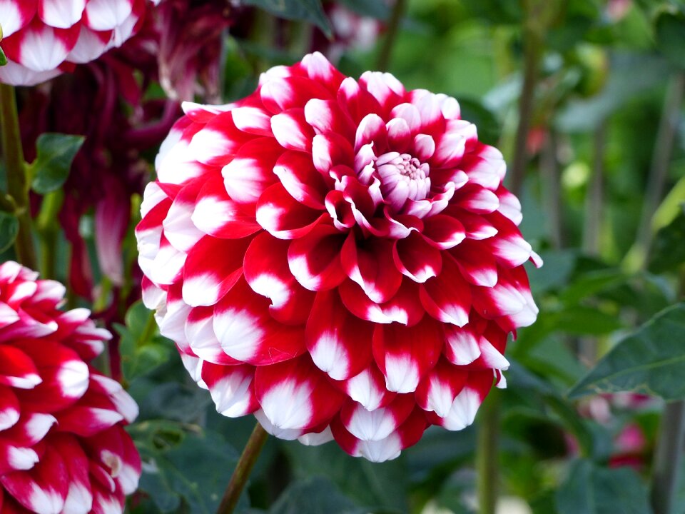 White summer garden