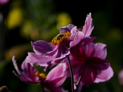Garden summer pink